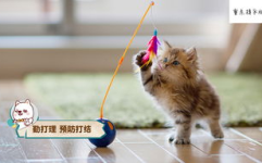 娱乐吃瓜猫咪视频大全,猫咪吃瓜视频大盘点