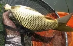钓鲤鱼,揭秘钓鲤鱼的技巧与心得