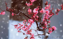 关于梅花的诗句古诗,梅花香自苦寒来——古诗词中的梅花意象解读